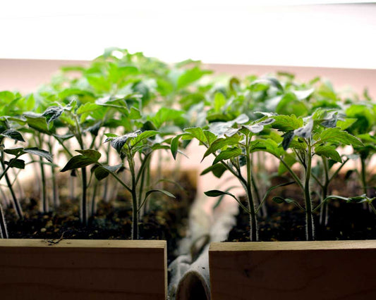 How to Start Seeds Indoors Without Buying Anything